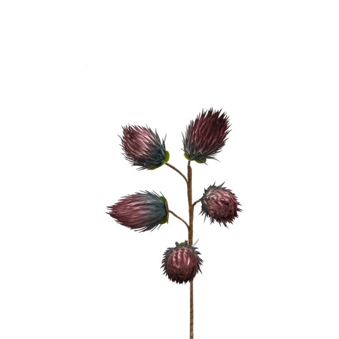 PROTEA (D16553)