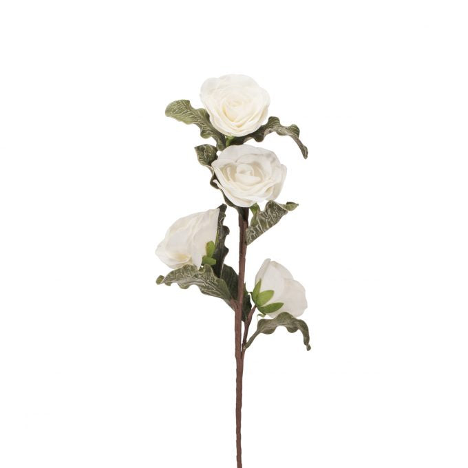 ROSA BIANCA (D18249)
