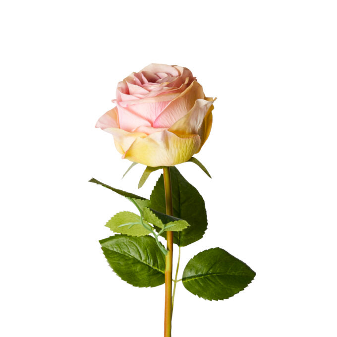 ROSA “REAL TOUCH” ROSA (D18777)