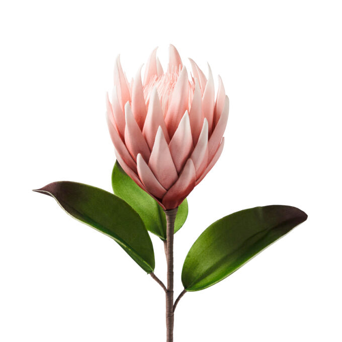 PROTEA ROSA (D18788)