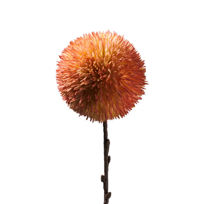 POM POM CORALLO (D18791)